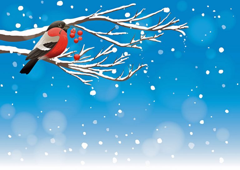red bird