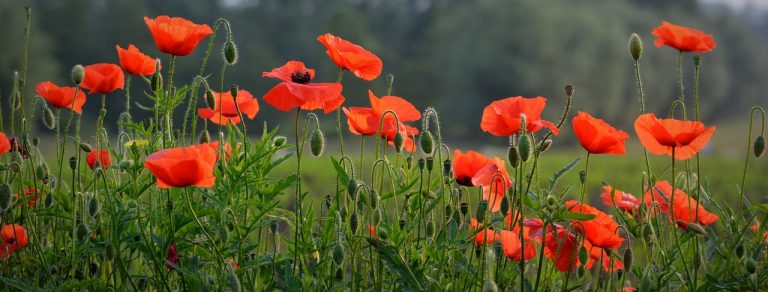 poppy field