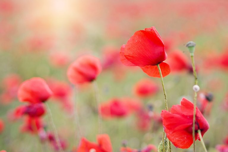poppies in spring