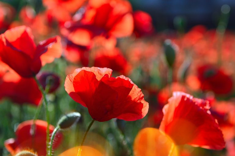 poppies in field