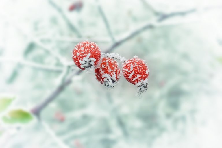 berries